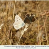 polyommatus vanensis male female2